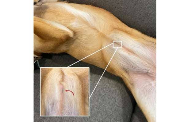 Dogs Get Tattoo When They're Neutered Or Spayed