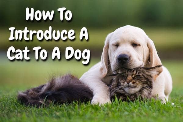How To Introduce A Cat To A Dog