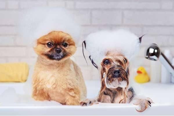Can You Bathe A Puppy At 5 Weeks Old
