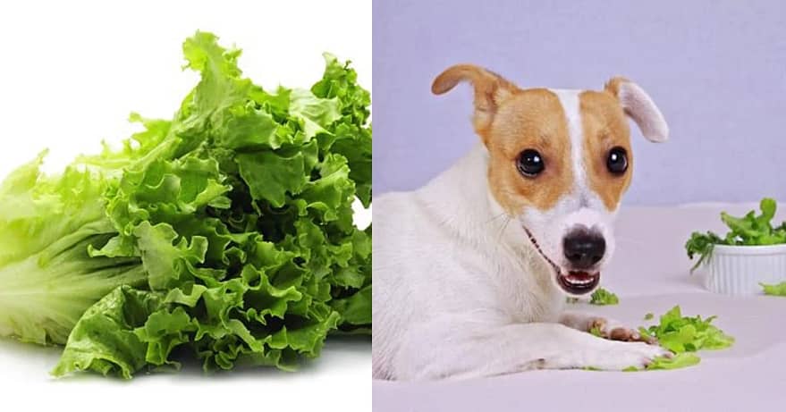 Can Dogs Eat Lettuce