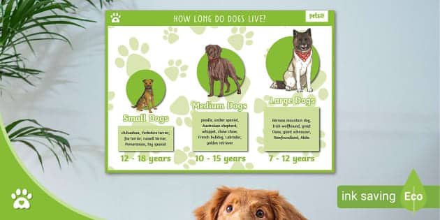How Long Can Dogs Live