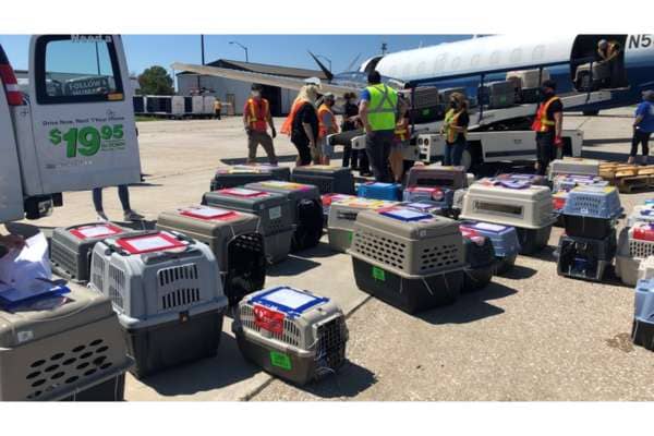 Flight Volunteers Airlift Mexican Dogs To Us 