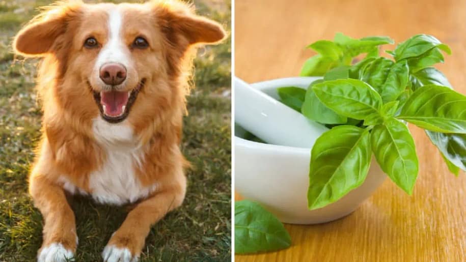 Can Dogs Eat Basil Health And Joy With This Herb2023