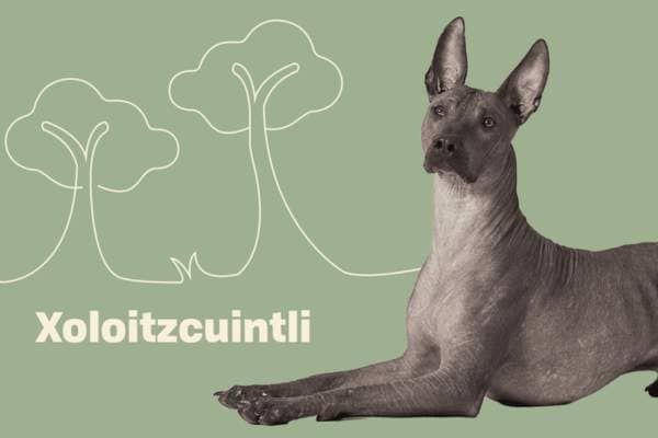 Xoloitzcuintli Adoption