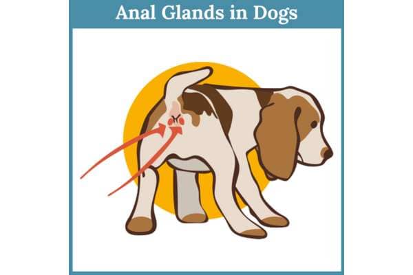 Dog Gland Removal