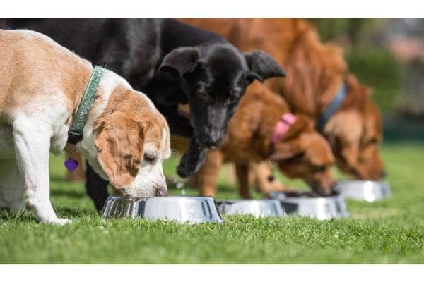 Nourish and Thrive The Best Pet Food