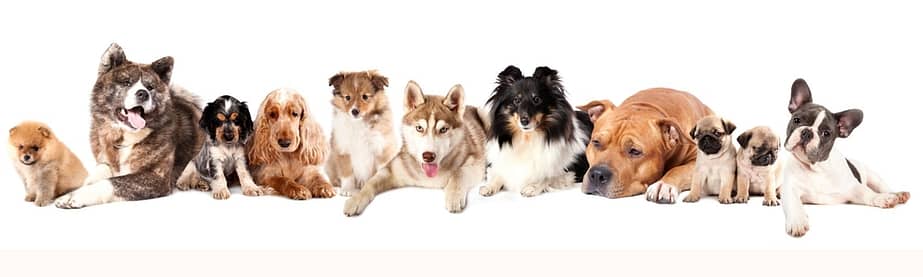 The Dog Breed Identification Quiz That Experts Failed