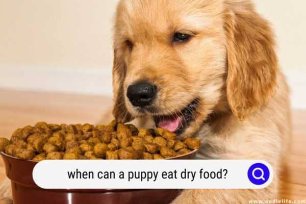 Puppies Eat Adult Food