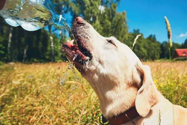 Dogs can go without water