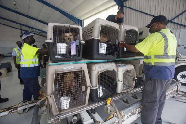 Flight Volunteers Airlift Mexican Dogs To Us 