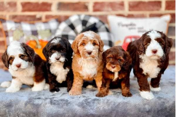 Puppies for Sale in Houston