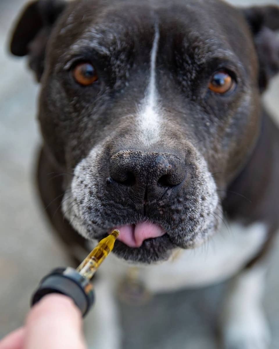 adopt-a-special-needs-dog