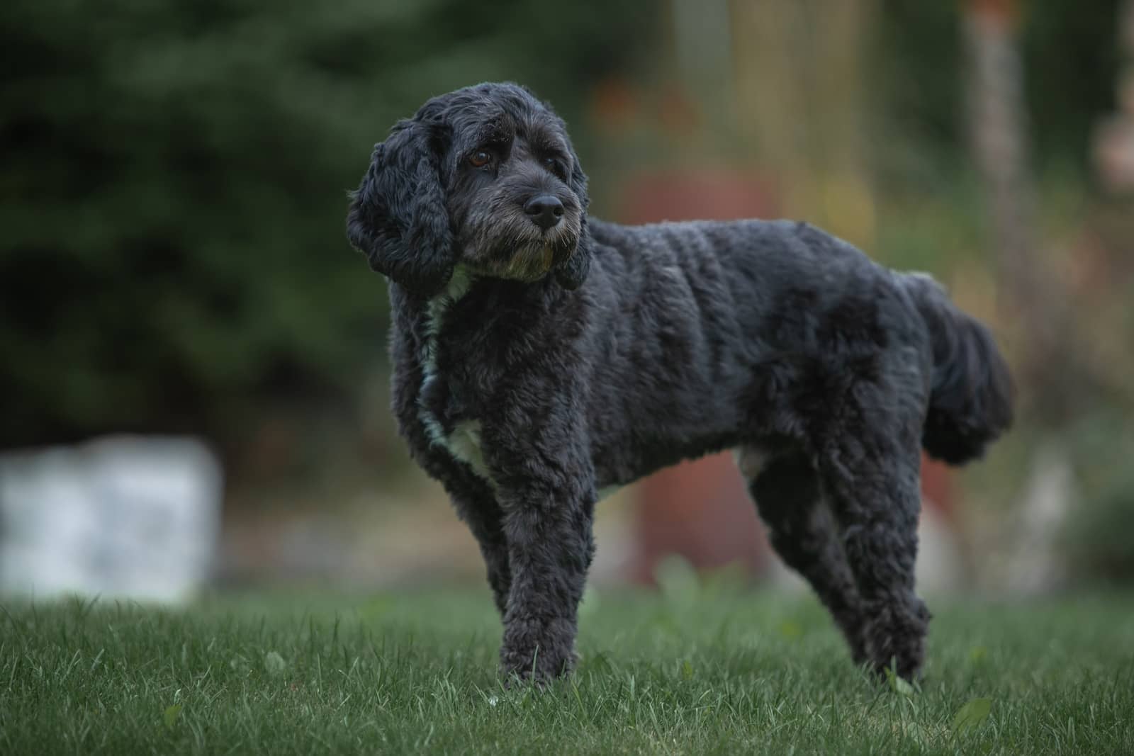 black-dog-names-embracing-strength-and-charisma