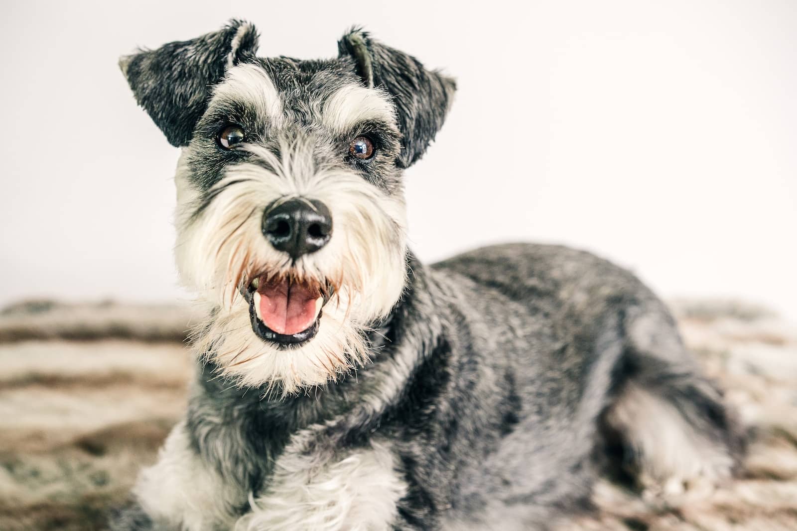 reasons-why-schnauzers-are-the-worst-dogs-for-you