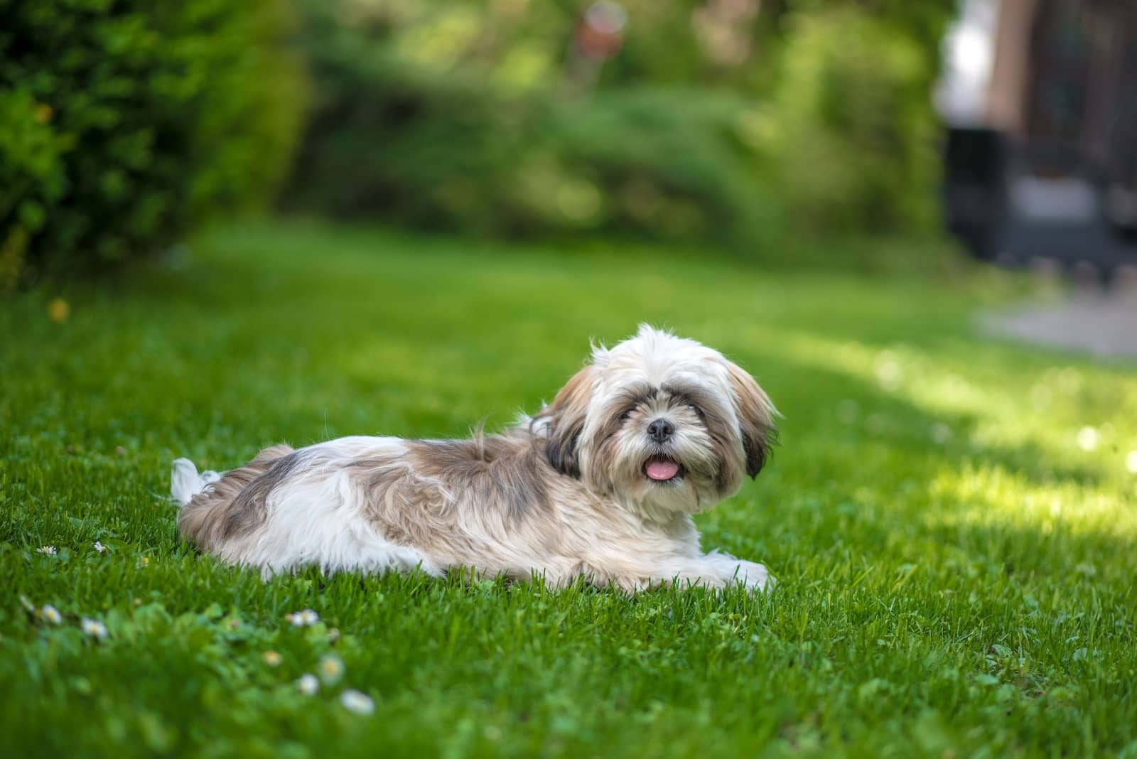 reasons-why-shih-tzus-are-the-worst-dogs-for-your-family