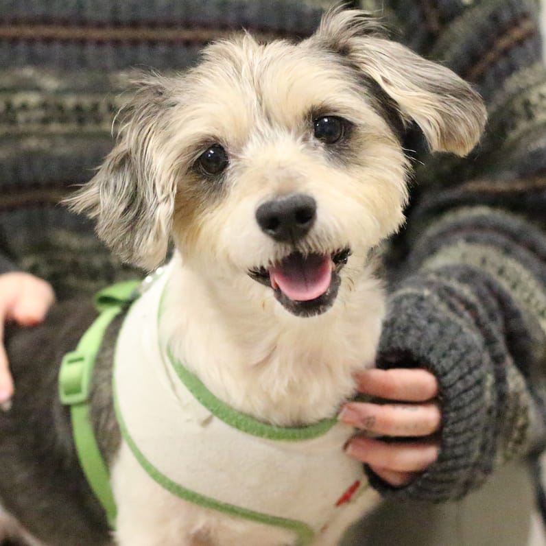SPCA Dog Adoption Enduring Love And Transformation 2023