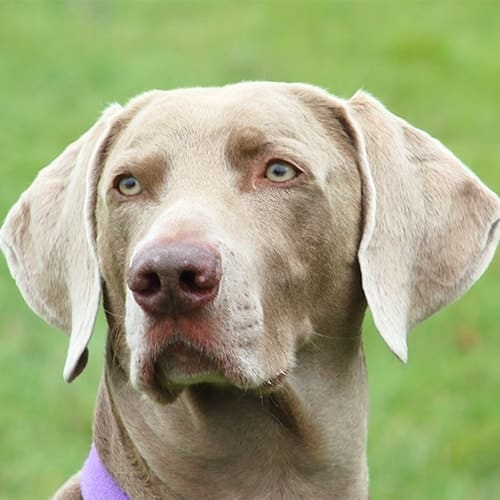 Weimaraner Eye Problems: Knowledge On Eye Health 2023