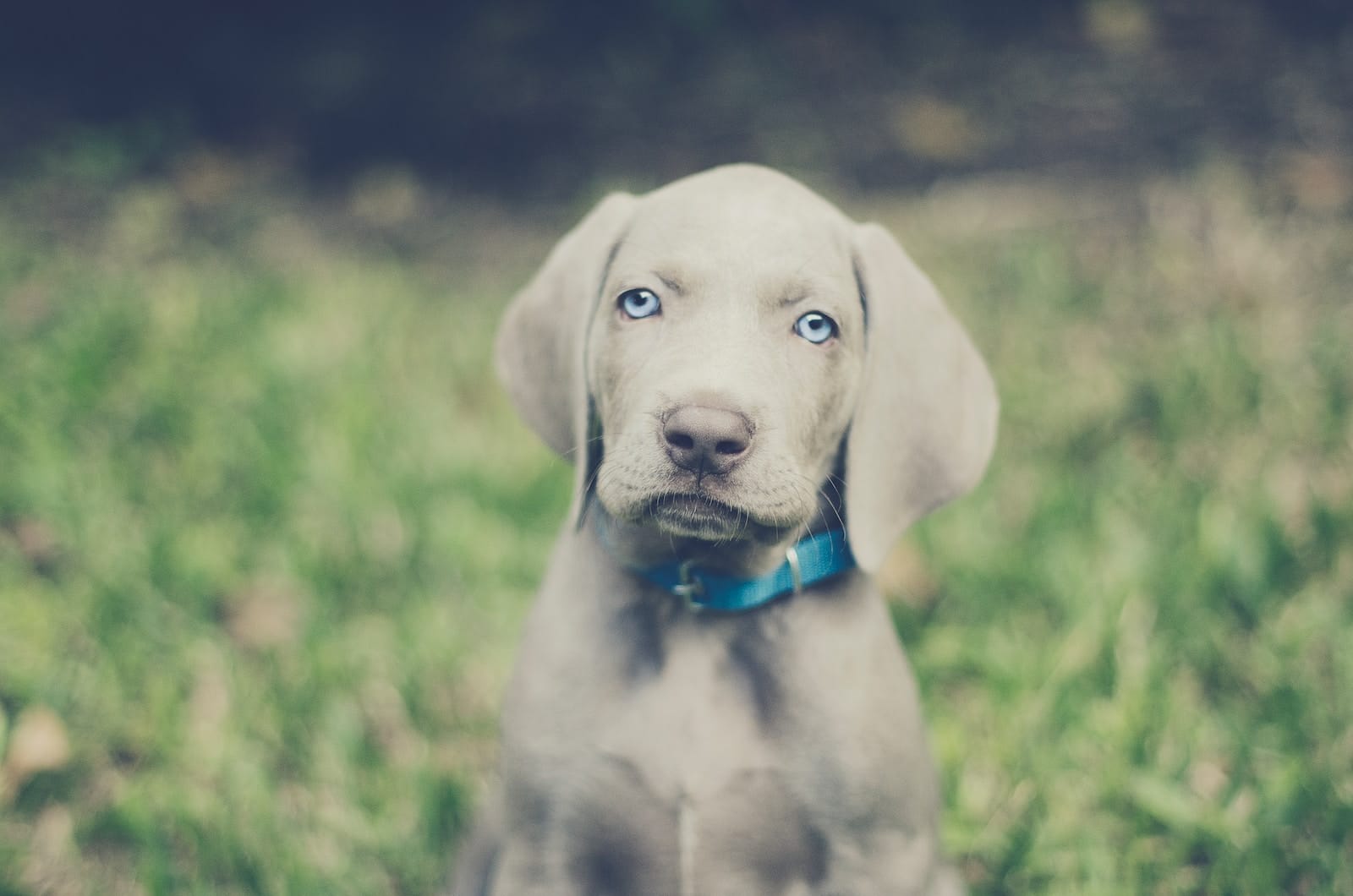 The Ultimate Guide To Weimaraner Golden Retriever Mix | Bone Voyage Dog ...