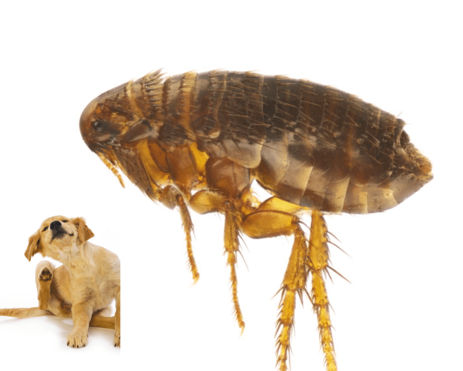 Kills Fleas On Dogs Instantly: Instant Flea Relief For Dogs