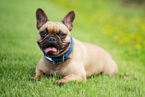 How To Choose An Unforgettable French Bulldog Name | Bone Voyage Dog Rescue