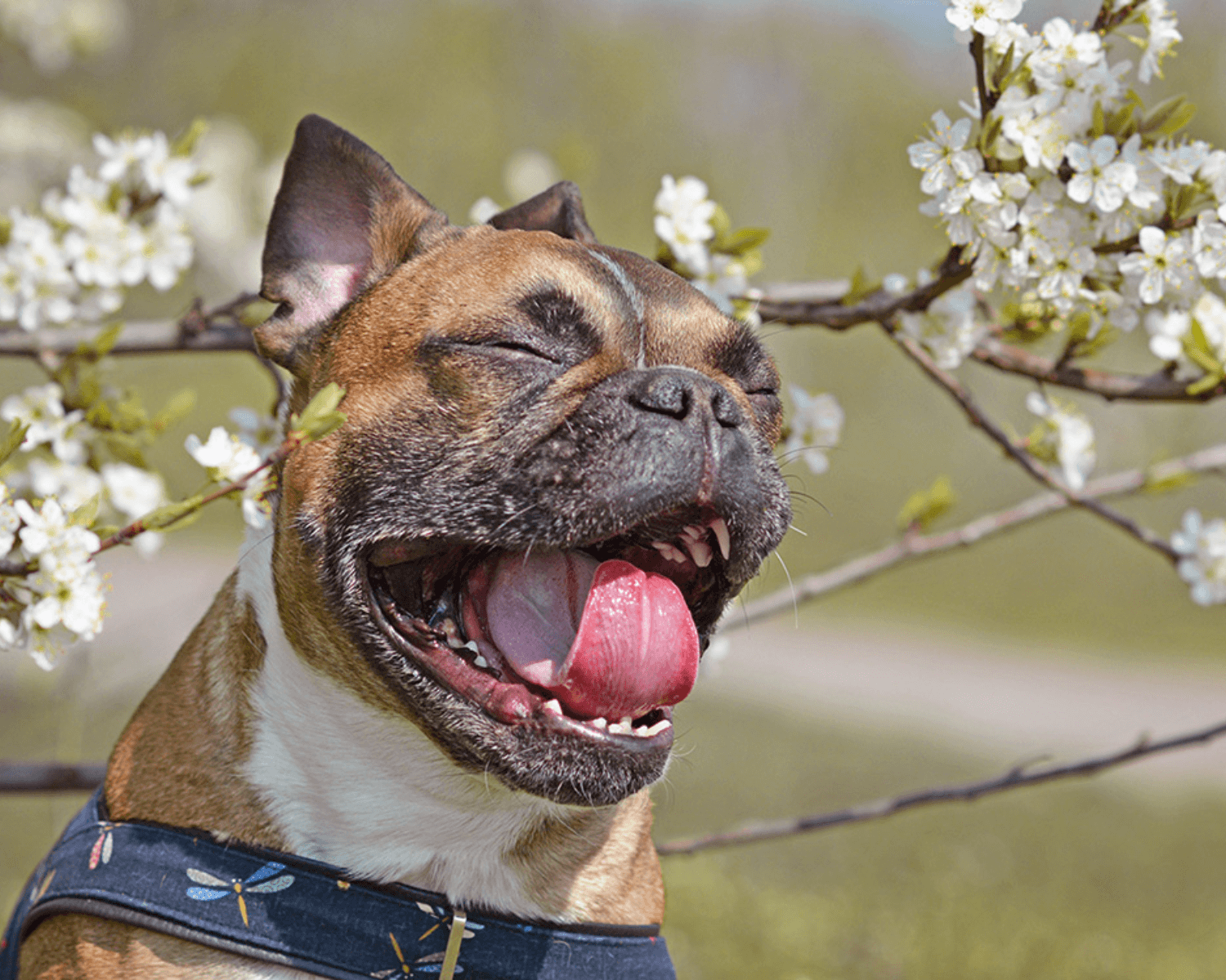 dog-sneezing-causes-concerns-and-care