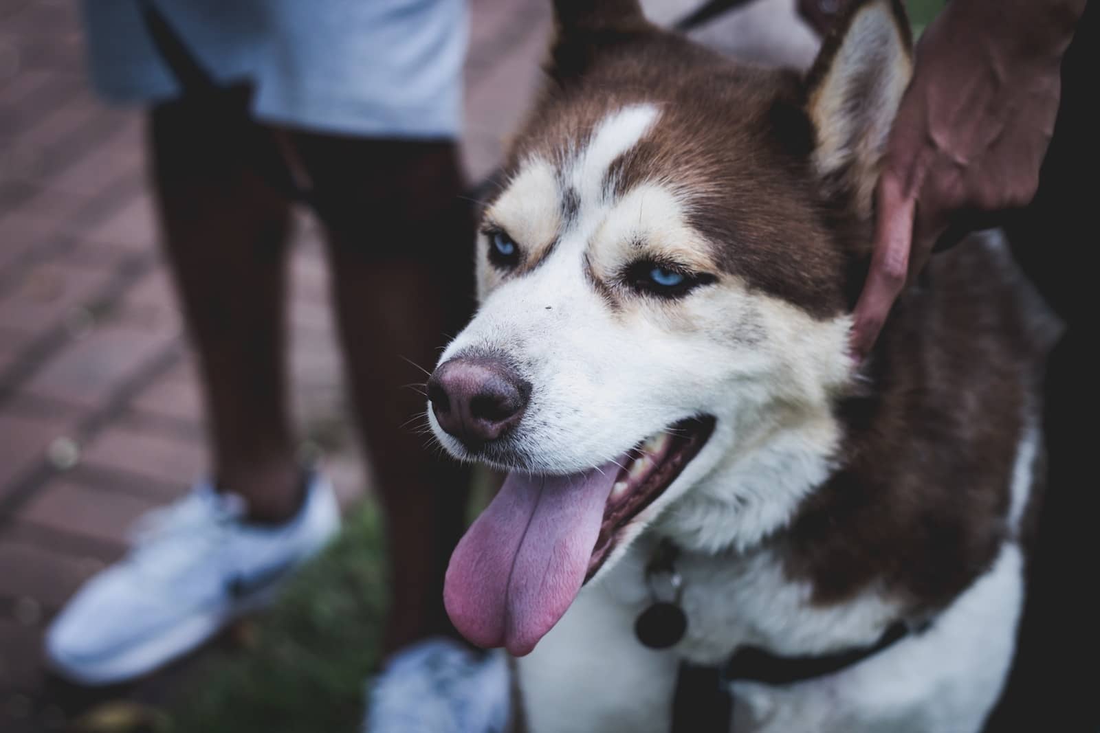 Tongue-Out Tuesday: Get Ready For Adorable Pet Pics & Smiles