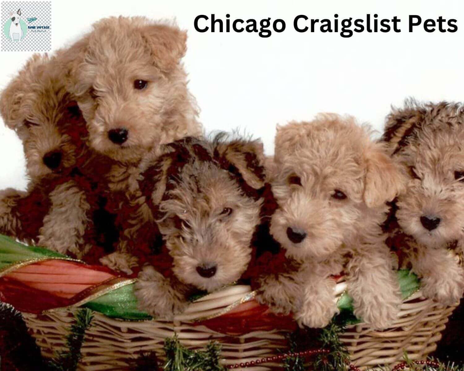 Chicago Craigslist Pets Find Your Perfect Companion Today