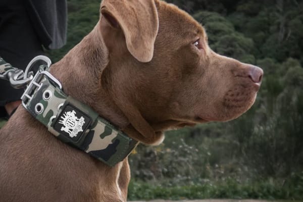 Camo Dog Collars: Keep Your Dog Safe And Stylish