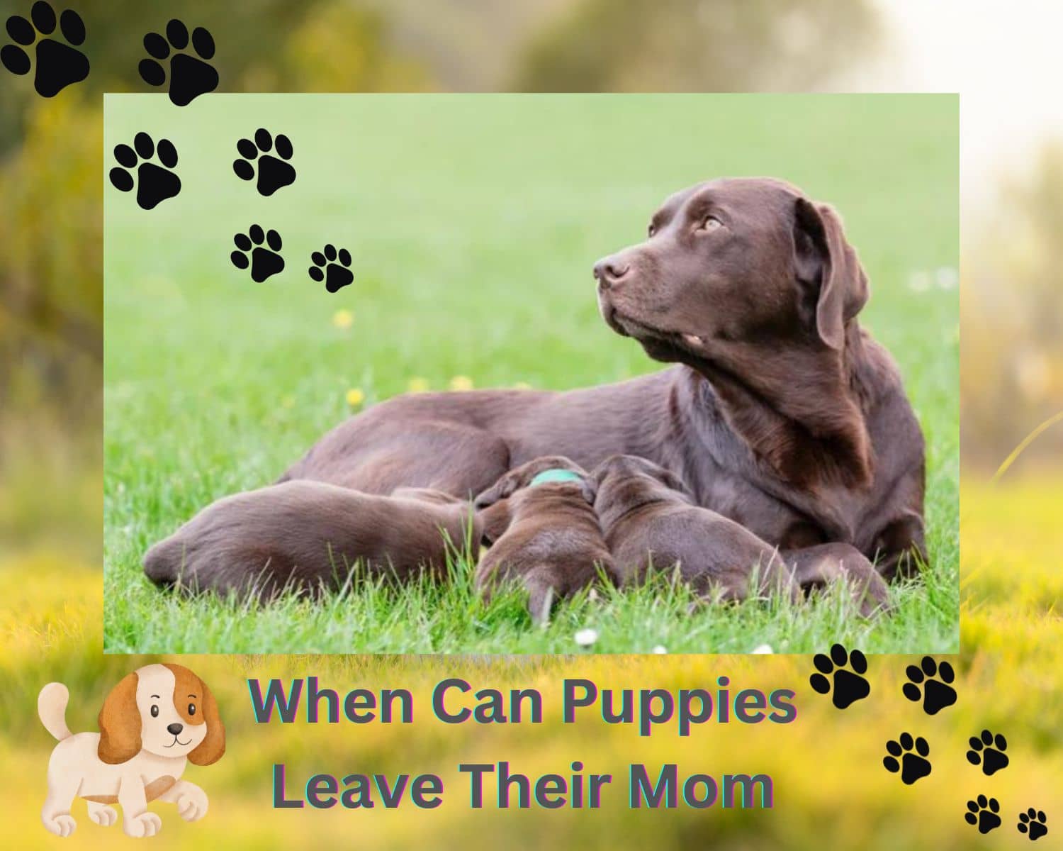 When Can Puppies Leave Their Mom? The Ideal Age For Puppy