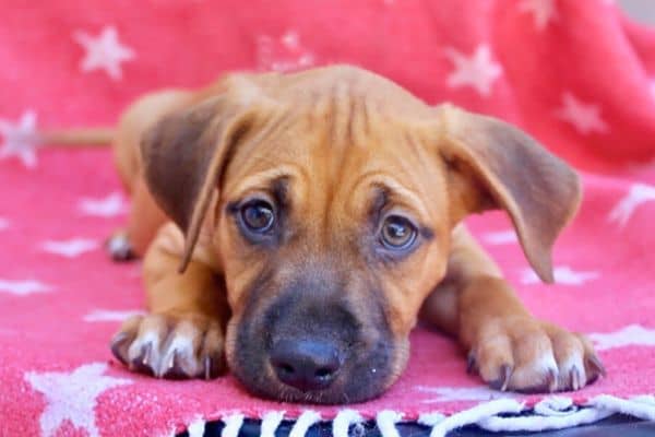 Los Angeles Dog Adoption