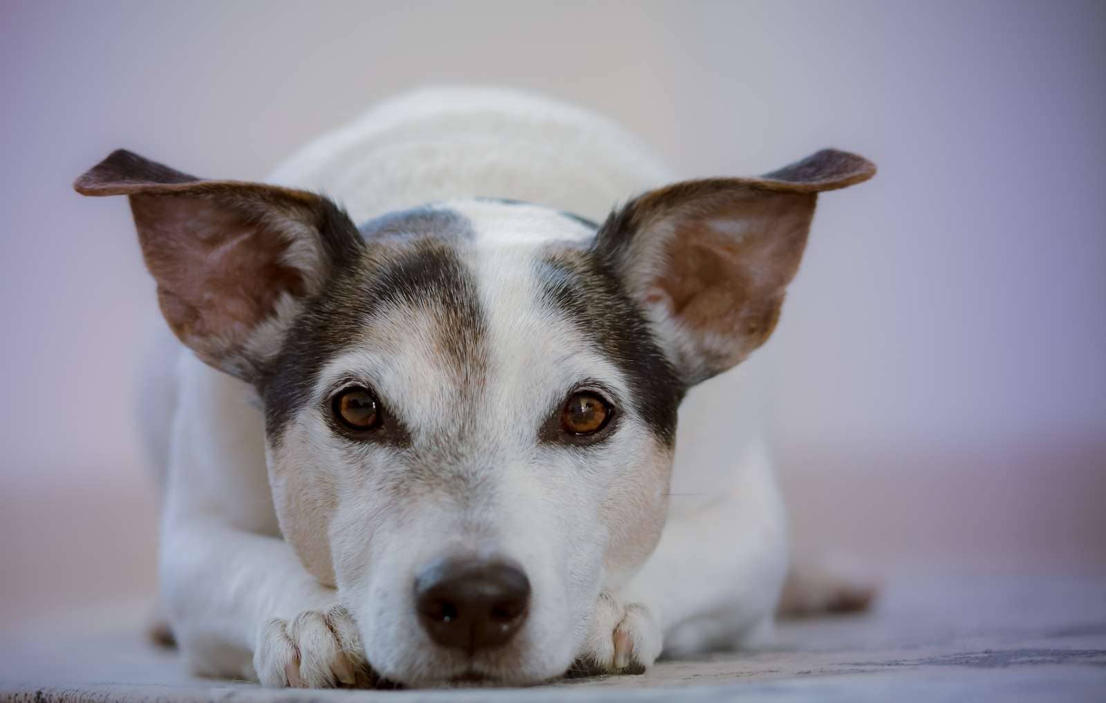 Adulto Jack Russell Terrier blanco y negro