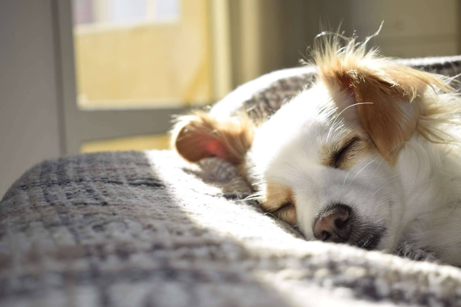 Photographie en gros plan d'un chien adulte à poil court, fauve et blanc, dormant sur un textile gris à l'heure du jour