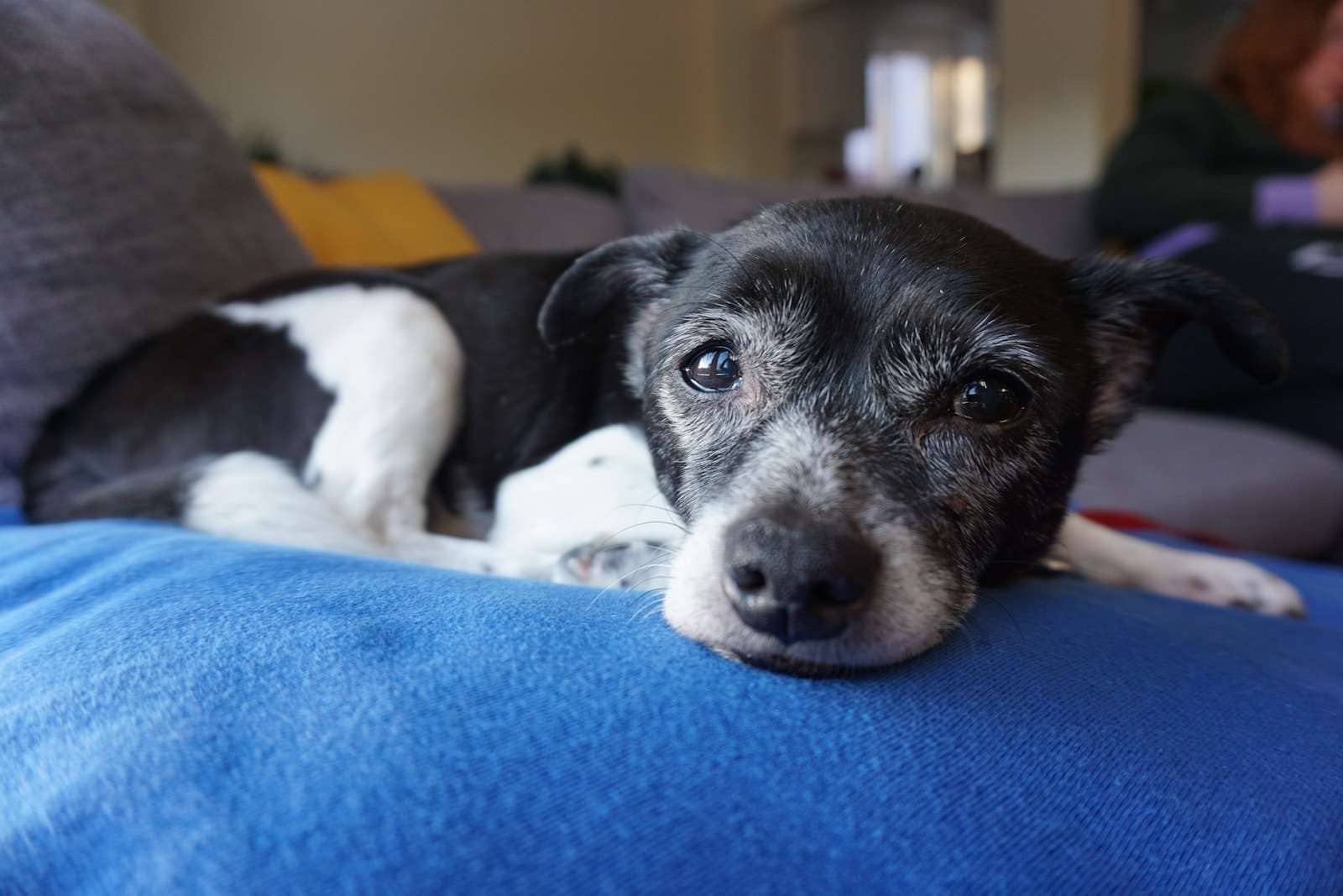 chien noir et blanc à poil court couché sur un textile bleu