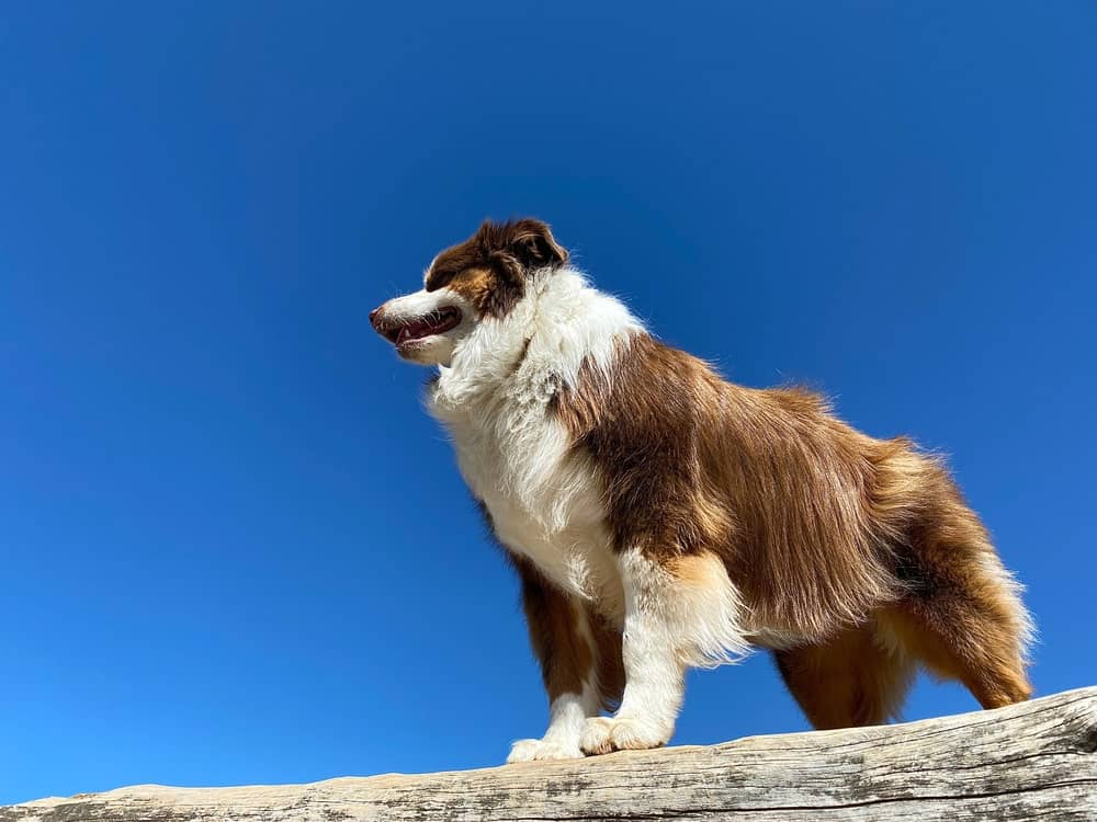 golden mountain dog