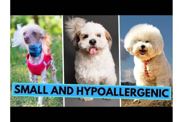 hypoallergenic dogs