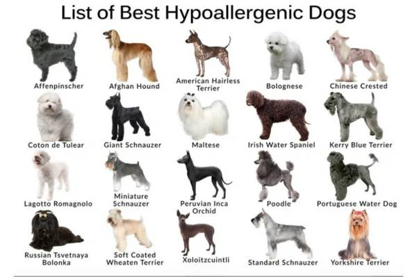 Hypoallergenic dogs