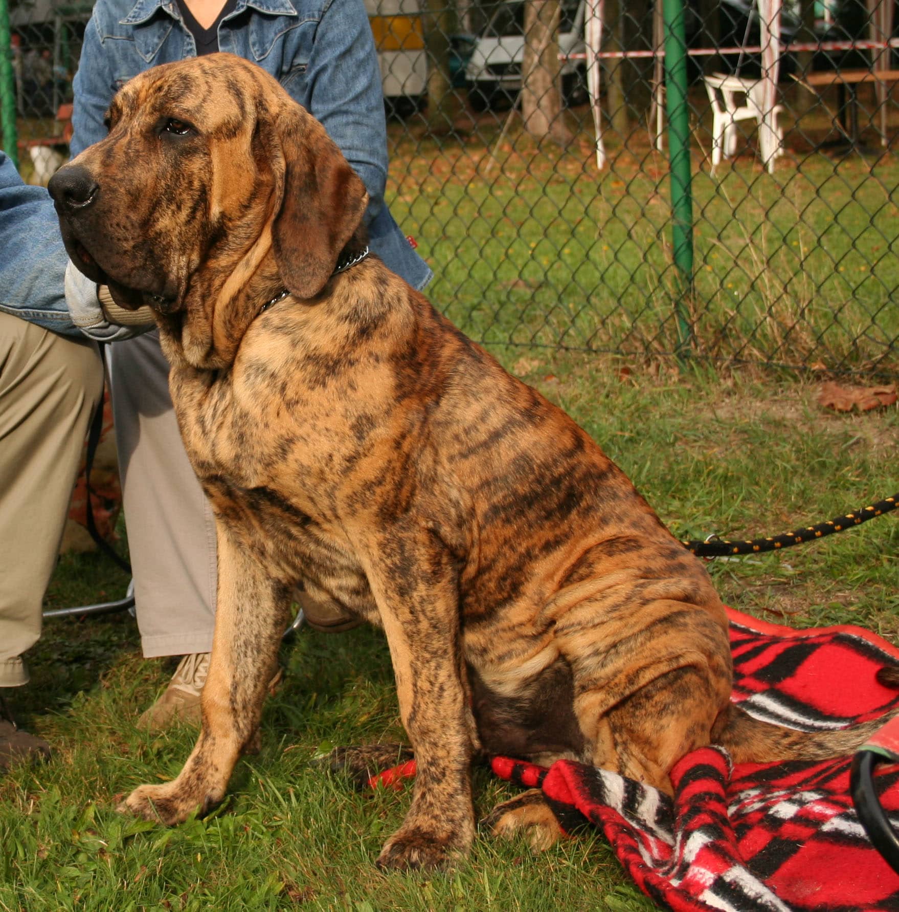 Discover The Majestic Mastiff Dog: The Gentle Giant