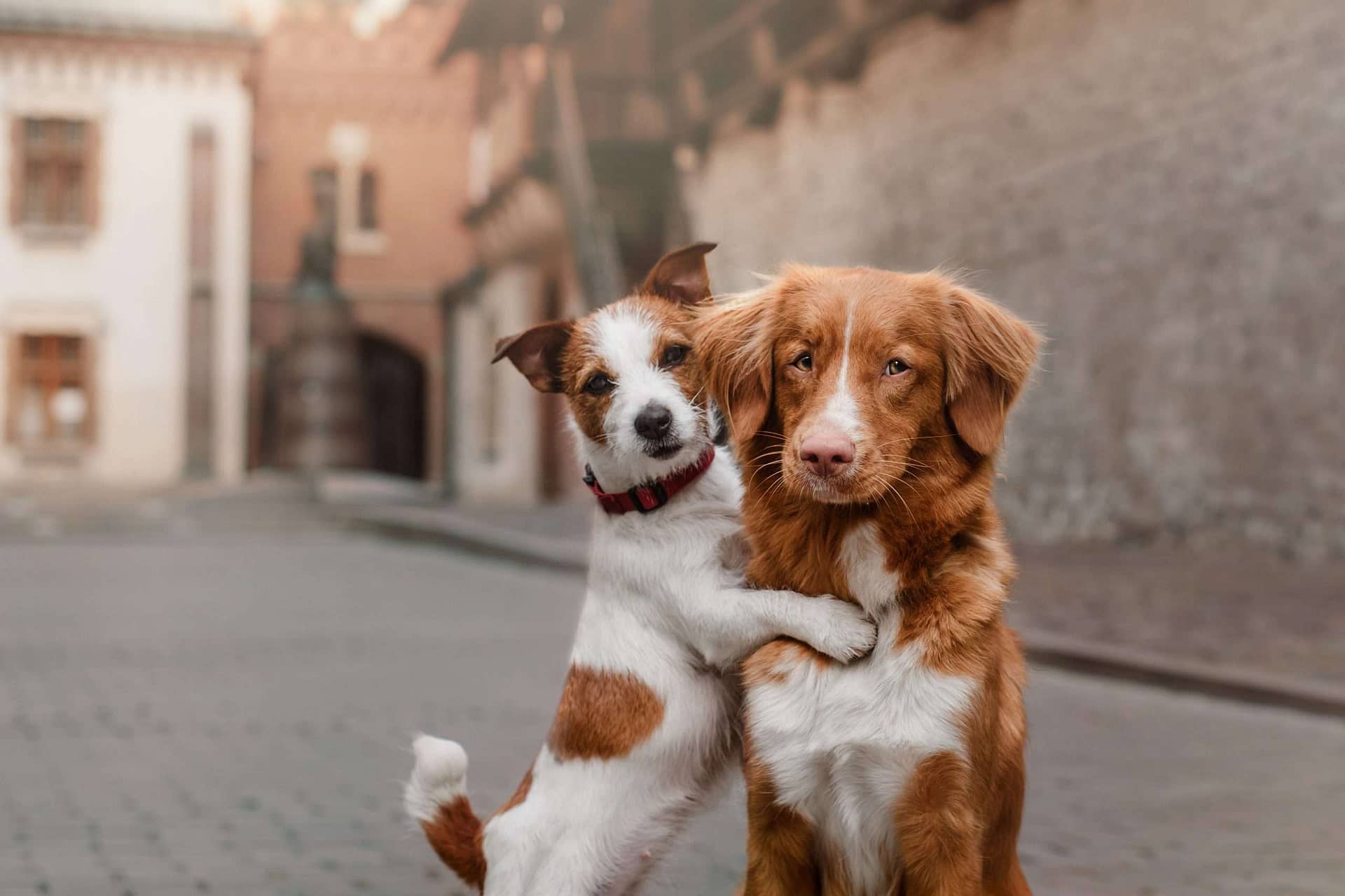 7 de las puertas para perros MÁS NUEVAS y mejores para [probar] - I Love  Veterinary