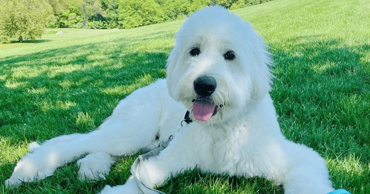 Great pyrenees and sales standard poodle mix