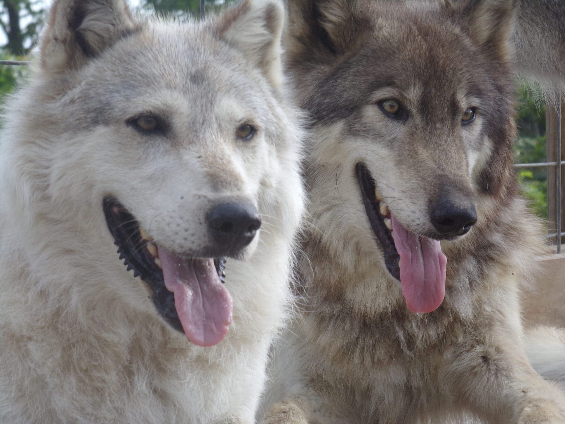 dónde es legal tener un perro lobo