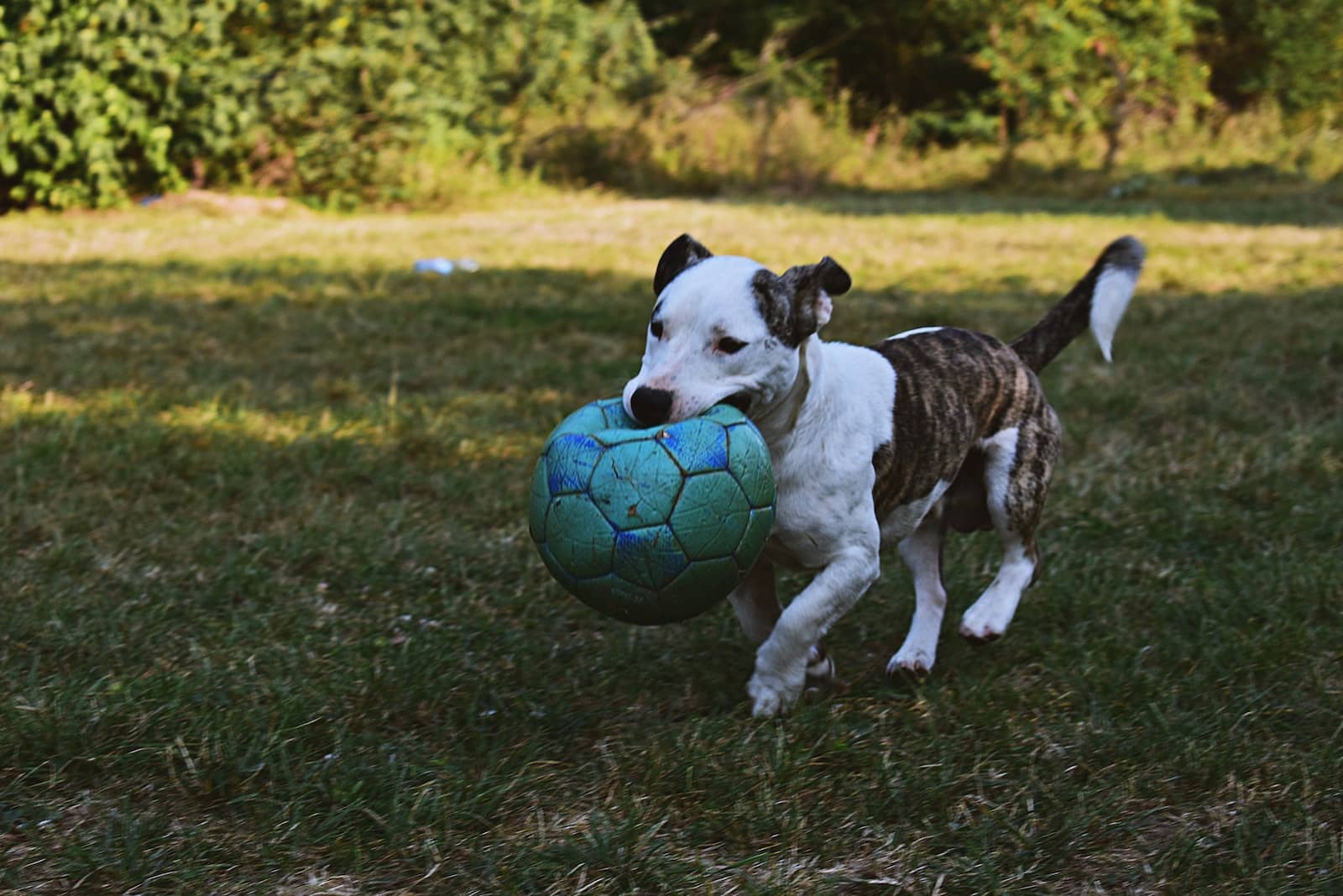 Brindle y blanco American Pit Bull Terrier cachorro caminando al aire libre sosteniendo bola verde