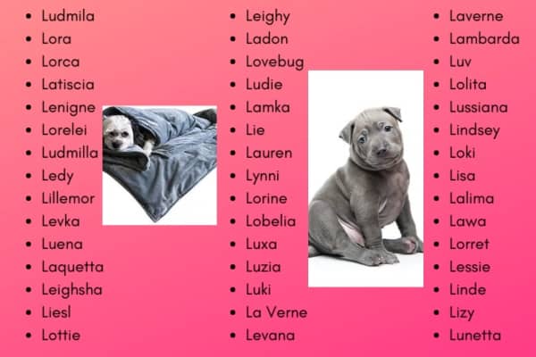 Dog Names That Start With L