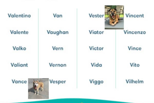 Dog Names That Start With V 
