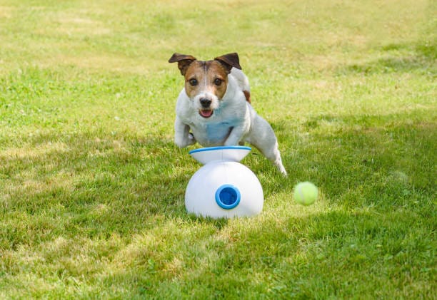 ball throwing tools for dogs