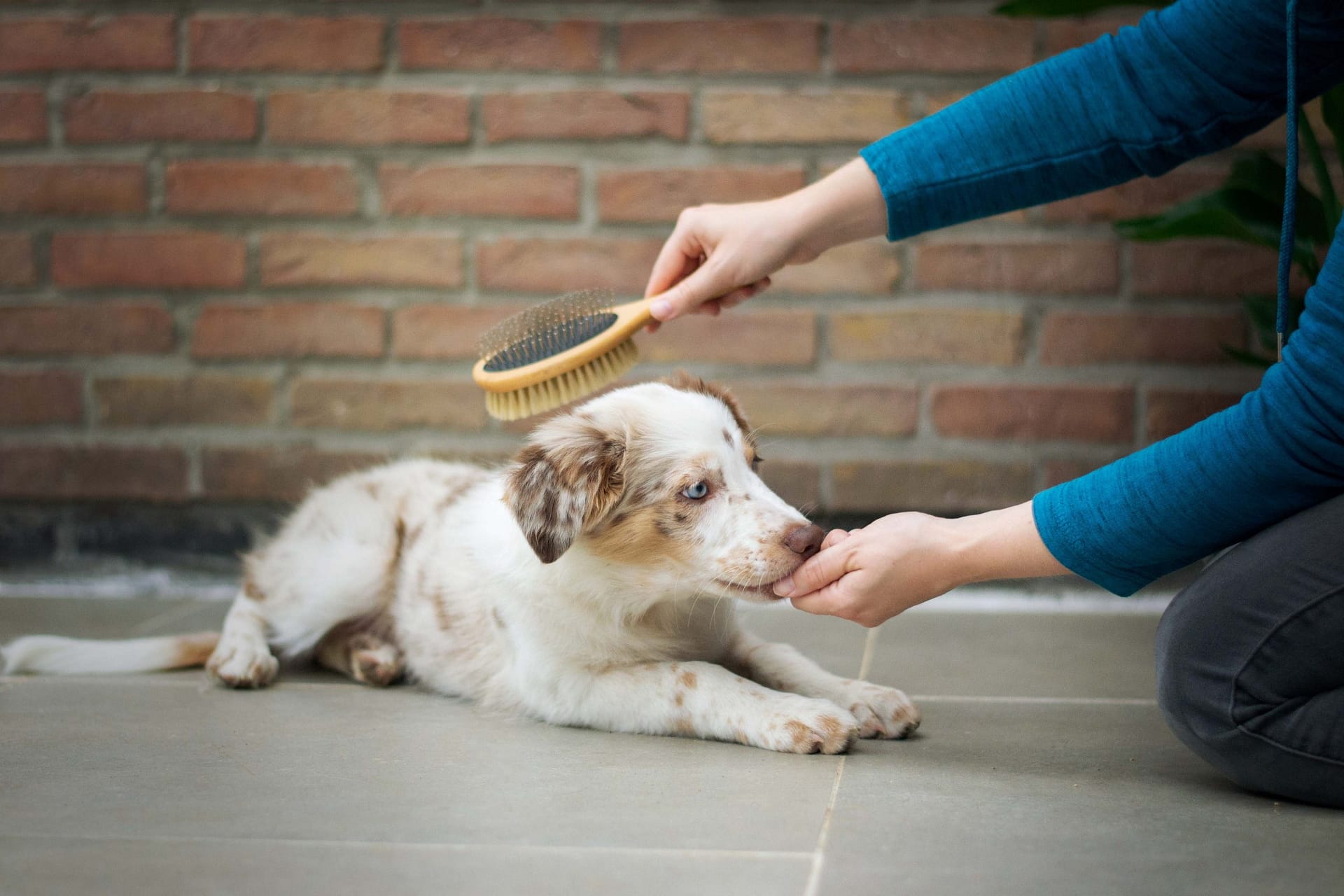 dog brush , best dog brush , dog adoption , bonevoyagedogrescue