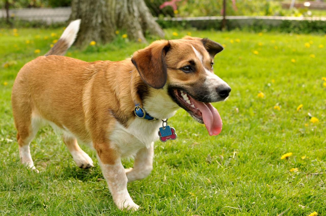 beagle retriever mix puppies