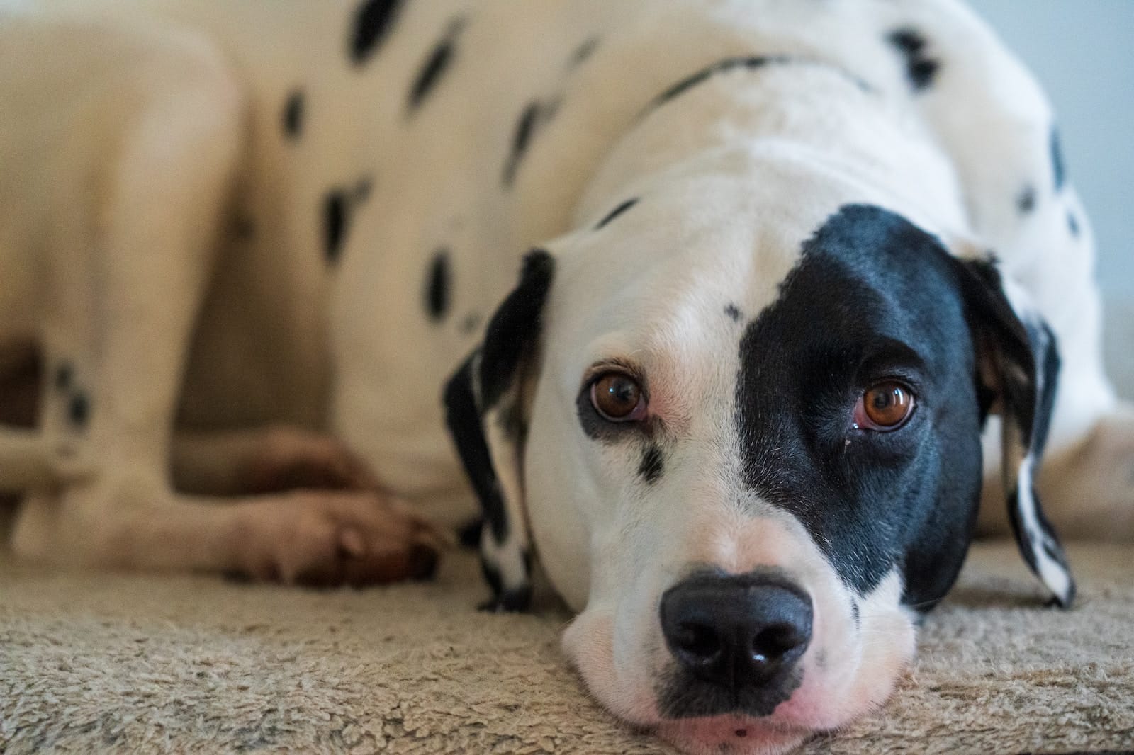 black and white dog lying on brown carpet