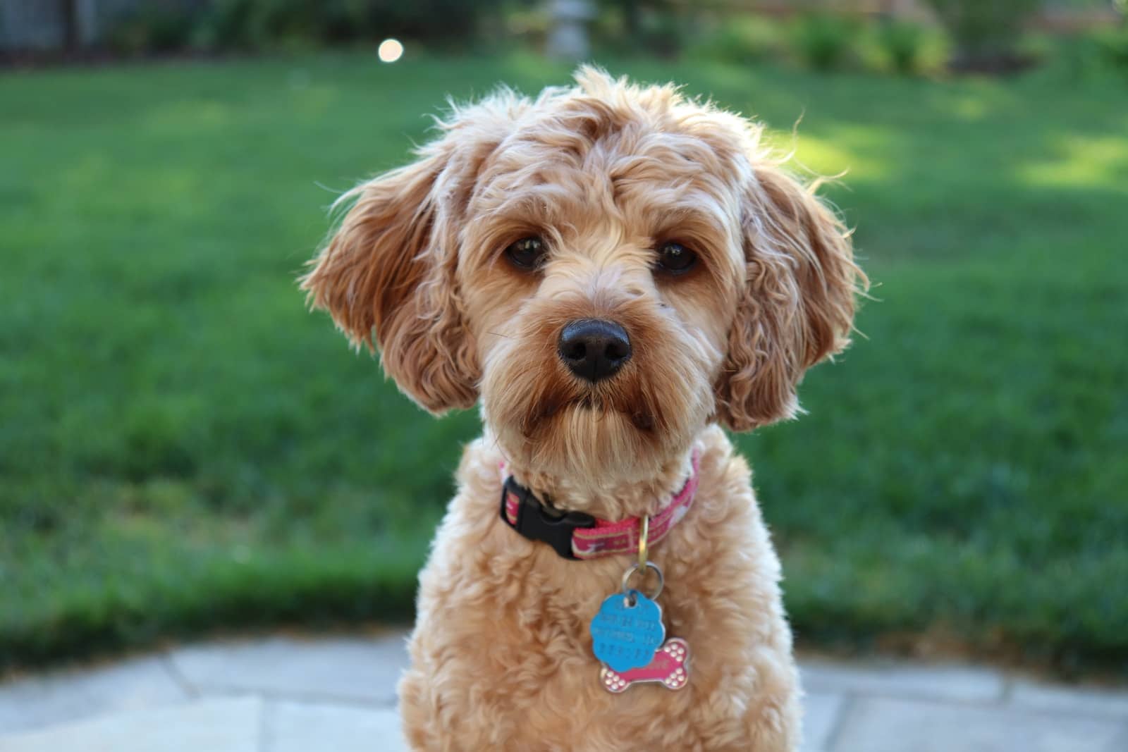 What do/did you feed your pup? : r/CavaPoo