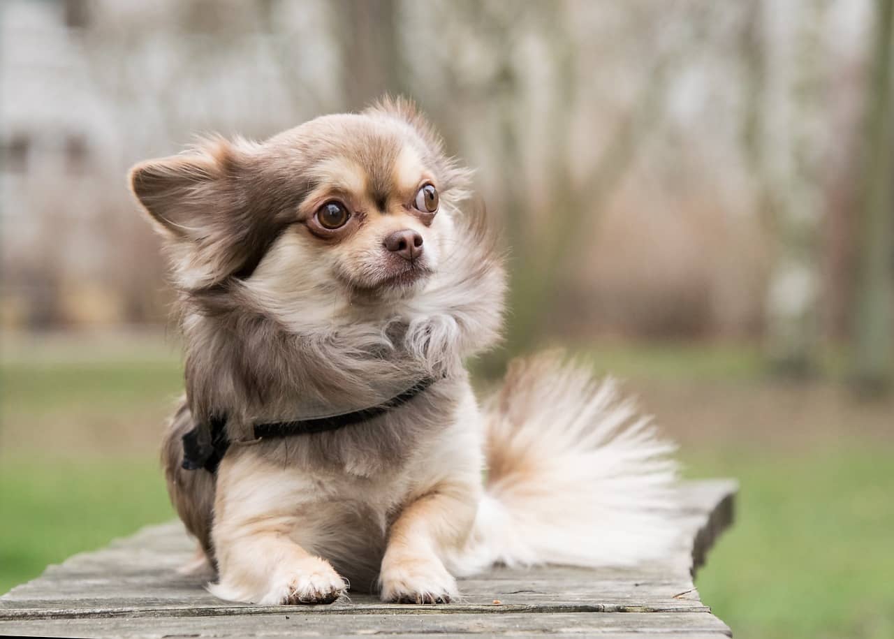 Chihuahua , dog , adopting a dog , bonevoyagedogrescue