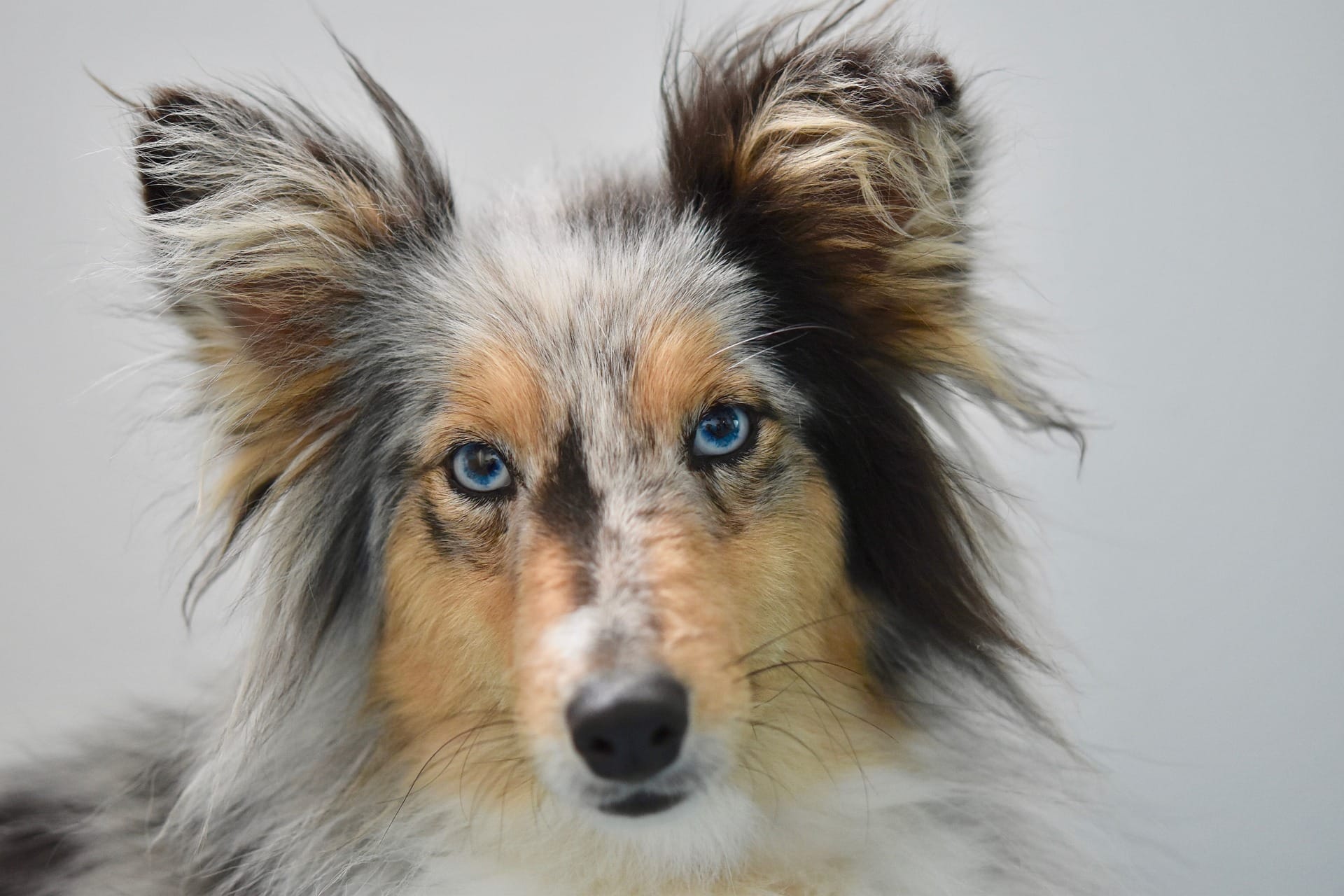 dogs with blue eyes , dog adoption , bonevoyagedogrescue